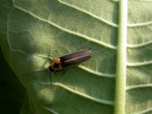 Lightning Bugon Green Leaf Wallpaper