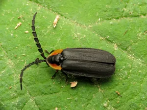 Lightning Bugon Leaf.jpg Wallpaper