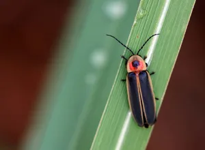 Lightning Bugon Leaf Wallpaper