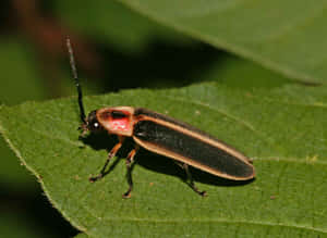 Lightning Bugon Leaf Wallpaper