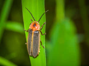 Lightning Bugon Leaf Wallpaper