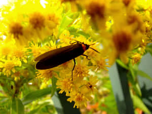 Lightning Bugon Yellow Flowers Wallpaper