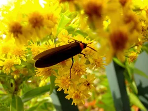 Lightning Bugon Yellow Flowers Wallpaper