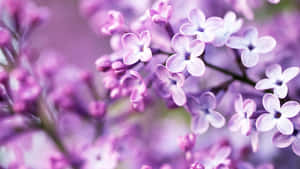 Lilac Blossoms Soft Focus Wallpaper