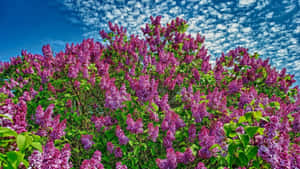 Lilac Tree Blooming In Springtime Wallpaper