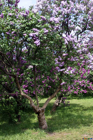 Lilac Tree In Full Bloom Wallpaper