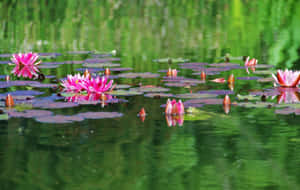 Lily In The Pond Wallpaper