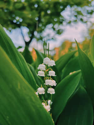 Lilyofthe Valley Blooms Wallpaper