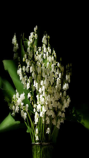 Lilyofthe Valley Bouquet Dark Background Wallpaper