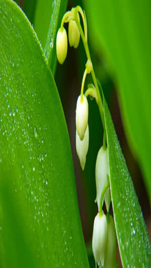 Lilyofthe Valley Closeupwith Dew Drops Wallpaper