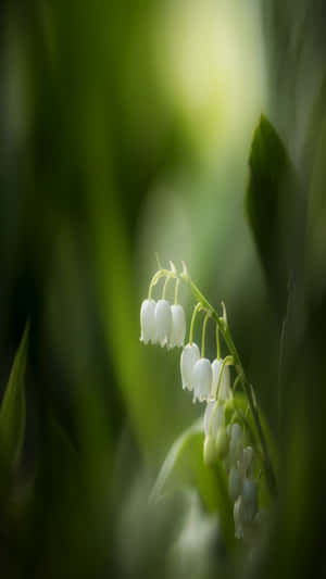 Lilyofthe Valley Delicate Blooms Wallpaper