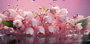 Lilyofthe Valley Water Droplets Aesthetic Wallpaper