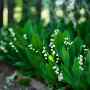 Lilyofthe Valleyin Bloom Wallpaper