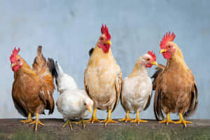 Lineupof Chickenson Perch Wallpaper