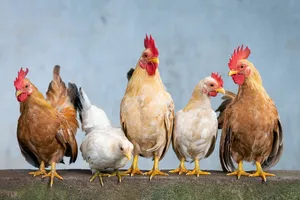 Lineupof Chickenson Perch Wallpaper