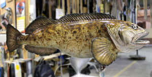 Lingcod Fish On Display.jpg Wallpaper