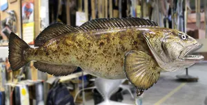 Lingcod Fish On Display.jpg Wallpaper