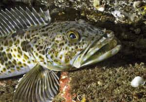 Lingcodin Natural Habitat.jpg Wallpaper