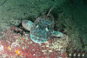 Lingcodon Rocky Seafloor Wallpaper