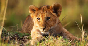 Lion Cub Restingin Grass4 K Wallpaper