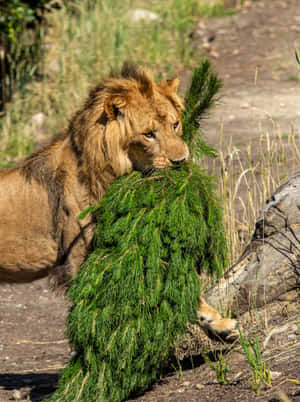 Lion Playing With Tree Branch_ Taronga Zoo Sydney Wallpaper