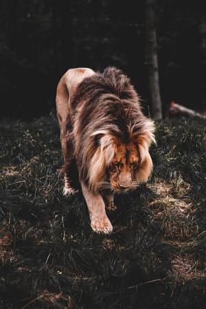 Lion Walking Awesome Animal Wallpaper