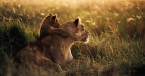 Lioness_and_ Cub_ Affectionate_ Moment Wallpaper