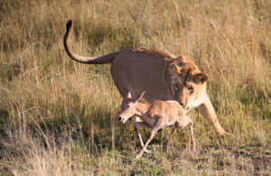 Lioness Hunting Antelope Wallpaper