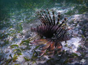 Lionfish Prowling Coral Reef Wallpaper