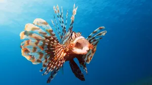 Lionfish Swimming Blue Water Wallpaper