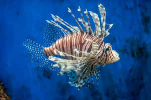 Lionfishin Blue Waters Wallpaper