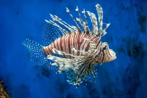 Lionfishin Blue Waters Wallpaper