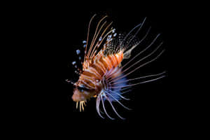 Lionfishinthe Dark Wallpaper