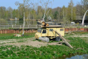 Lionon Safari Vehicle Tilburg Zoo Wallpaper