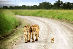 Lions And Cub Cute Animal Crossing Wallpaper