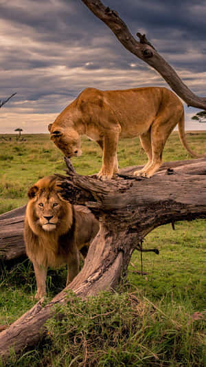 Lions On A Fallen Tree Wallpaper