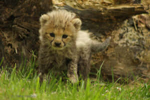 Little Baby Cheetah On The Grass Wallpaper
