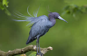 Little Blue Heron Elegant Pose Wallpaper