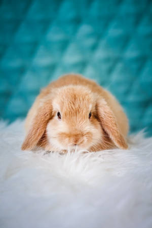 Little Brown Fluffy Rabbit Wallpaper