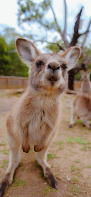 Little Joey Kangaroo Wallpaper