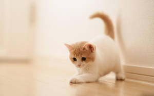 Little Kitten Playing Indoors Wallpaper