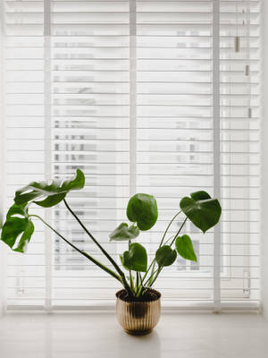 Little Monstera On The Window Wallpaper