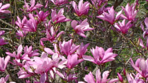 Little Sue Magnolia Flower In The Field Wallpaper