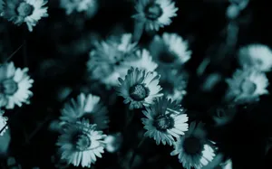 Little Teal Flower Wallpaper