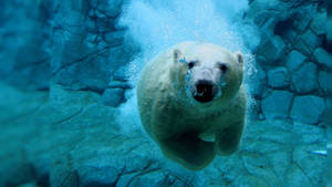 Live 3d Polar Bear Wallpaper