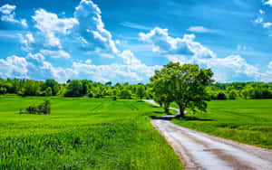 Lively Spring Sky Over Blossoming Field Wallpaper