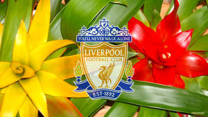 Liverpool Fc Est. 1892 Wallpaper