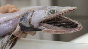 Lizardfish Close Up Wallpaper