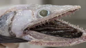 Lizardfish_ Closeup_ Mouth_ Open Wallpaper