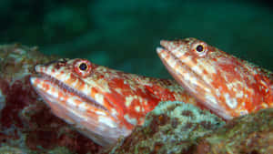 Lizardfish_ Duo_ Camouflage Wallpaper